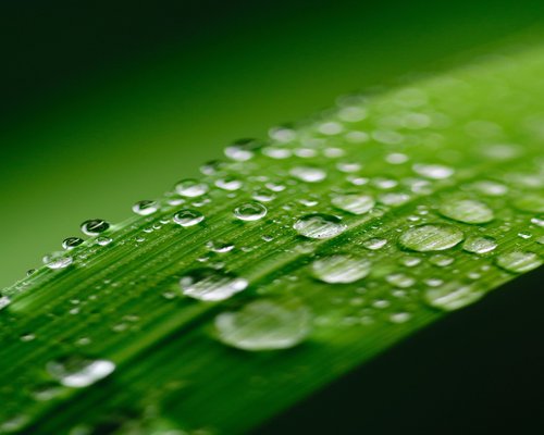 Close up of green leaves with water drops